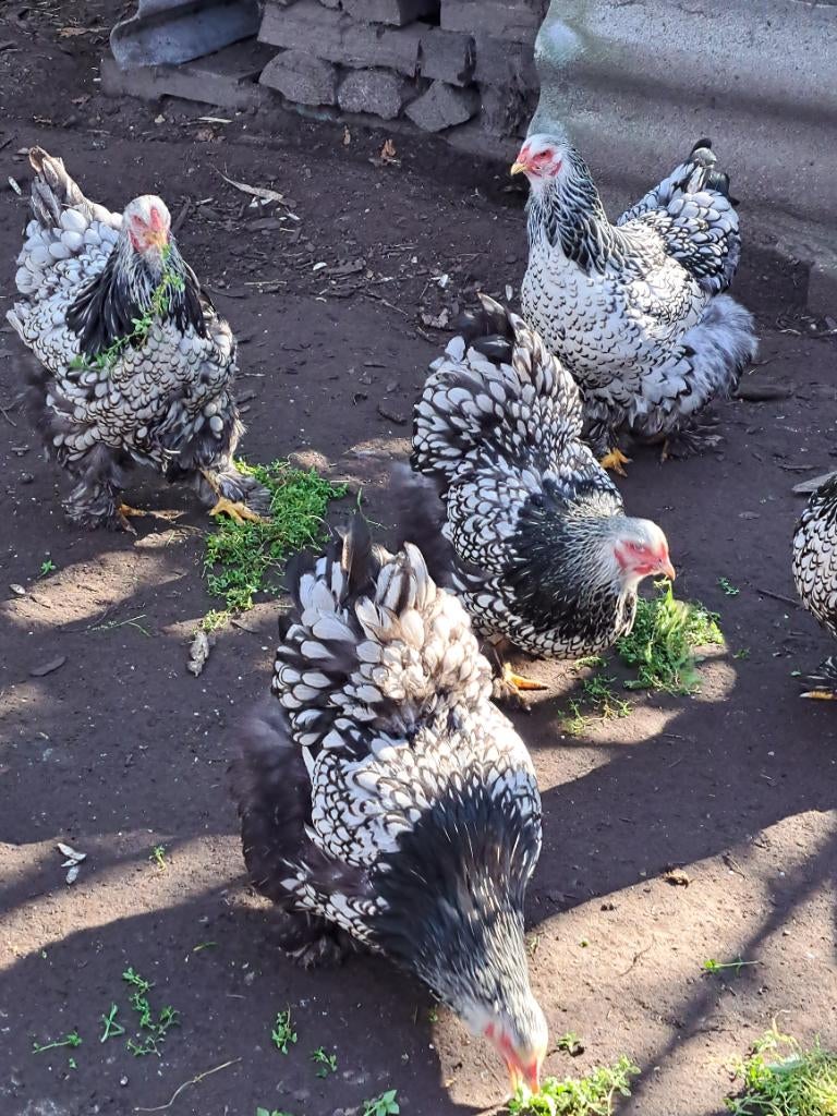 Broedeieren brahma zilver zwart groothoender, Dieren en Toebehoren, Geslacht onbekend, Kip