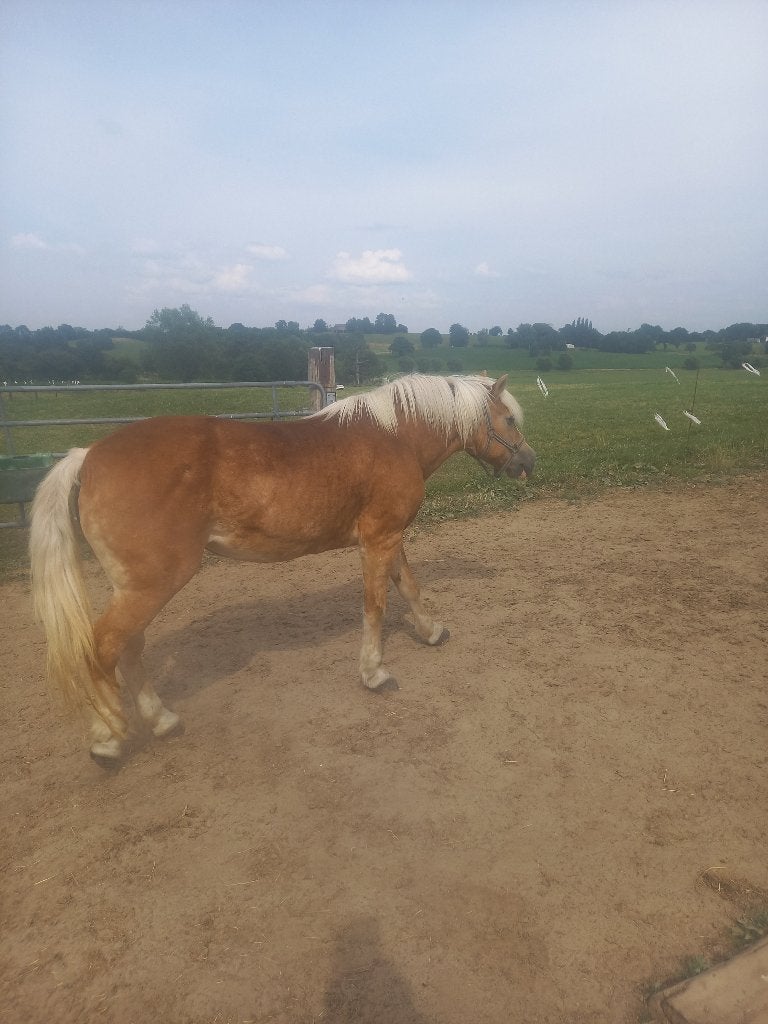 Haflinger, Débourré, Poney de récréation, Poney D (1.37 m à 1.48m), Jument
