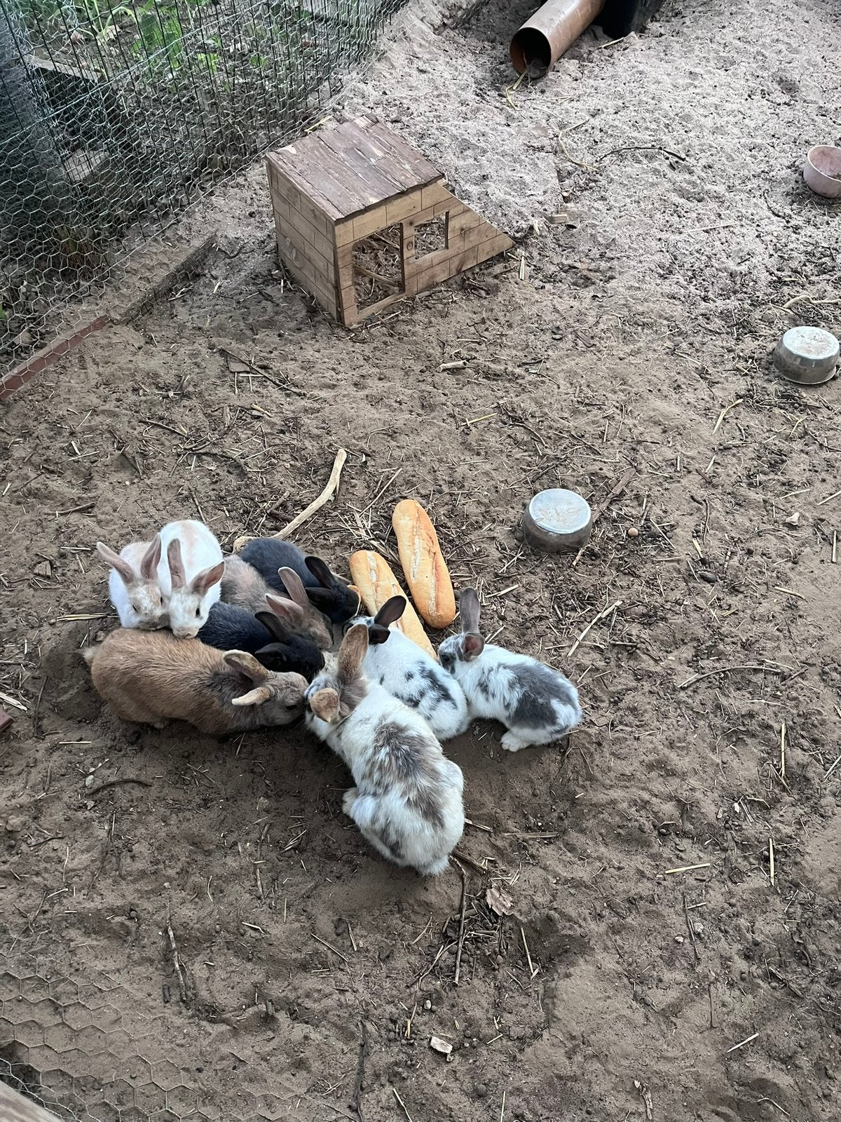 Dwergkonijntjes 3 mannetjes en 3 vrouwtjes, Dieren en Toebehoren, Konijnen, Meerdere dieren, Klein, 0 tot 2 jaar