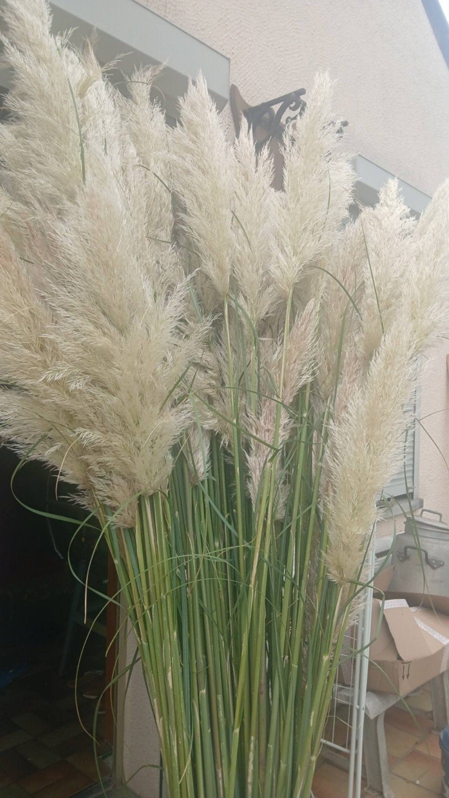 tigz ou fleur pampas, Enlèvement, Neuf