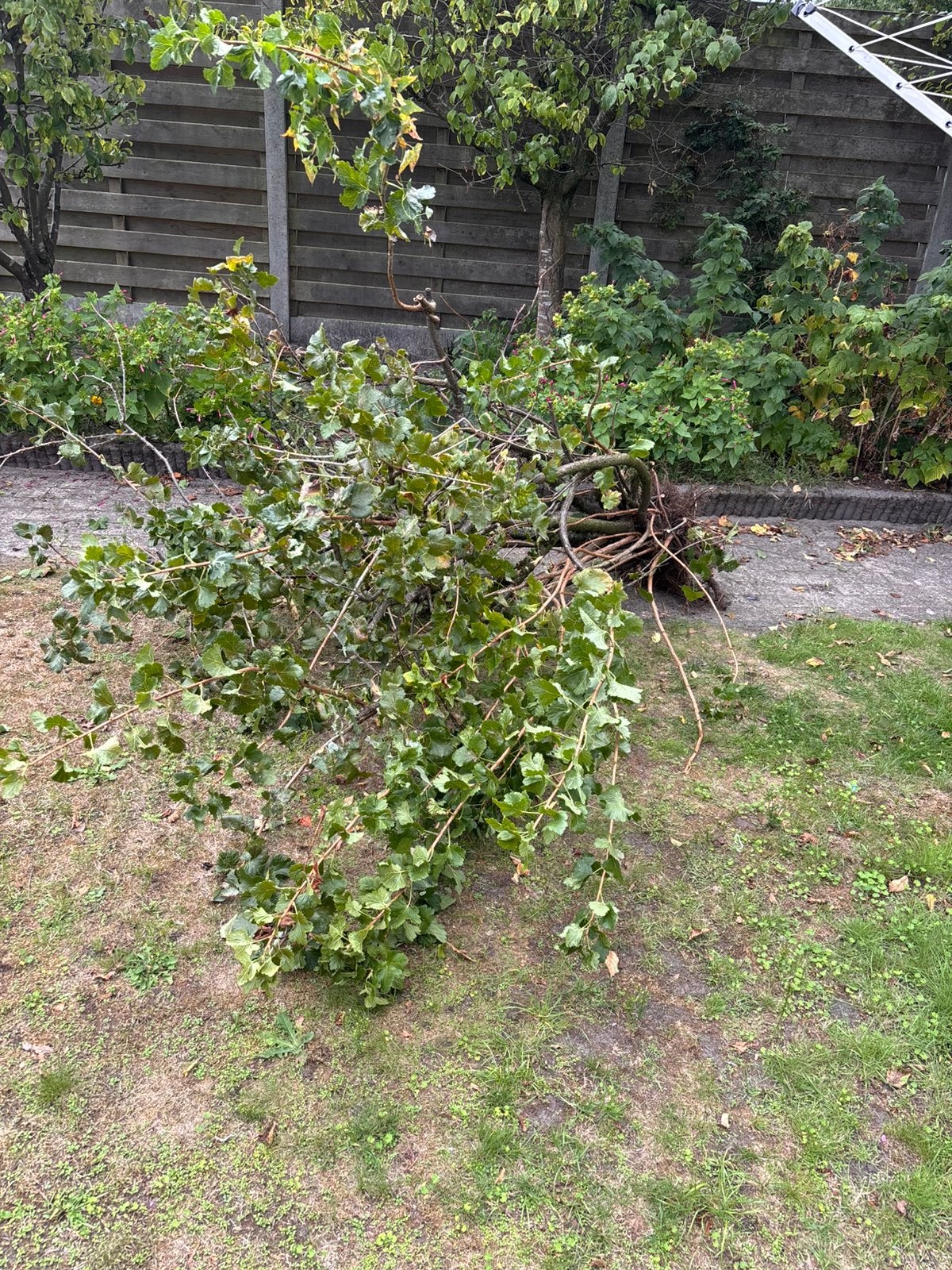knoezelboom/stekelbes, Tuin en Terras, Ophalen