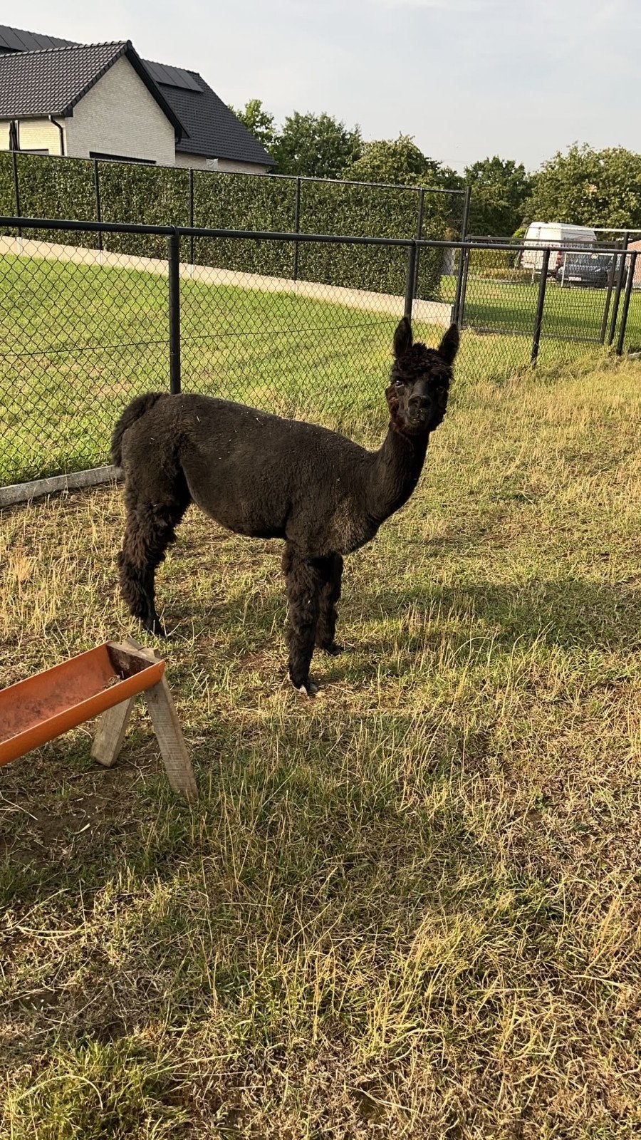 Alpaca merrie en hengst  ,samen voor ...., Dieren en Toebehoren, Hengst