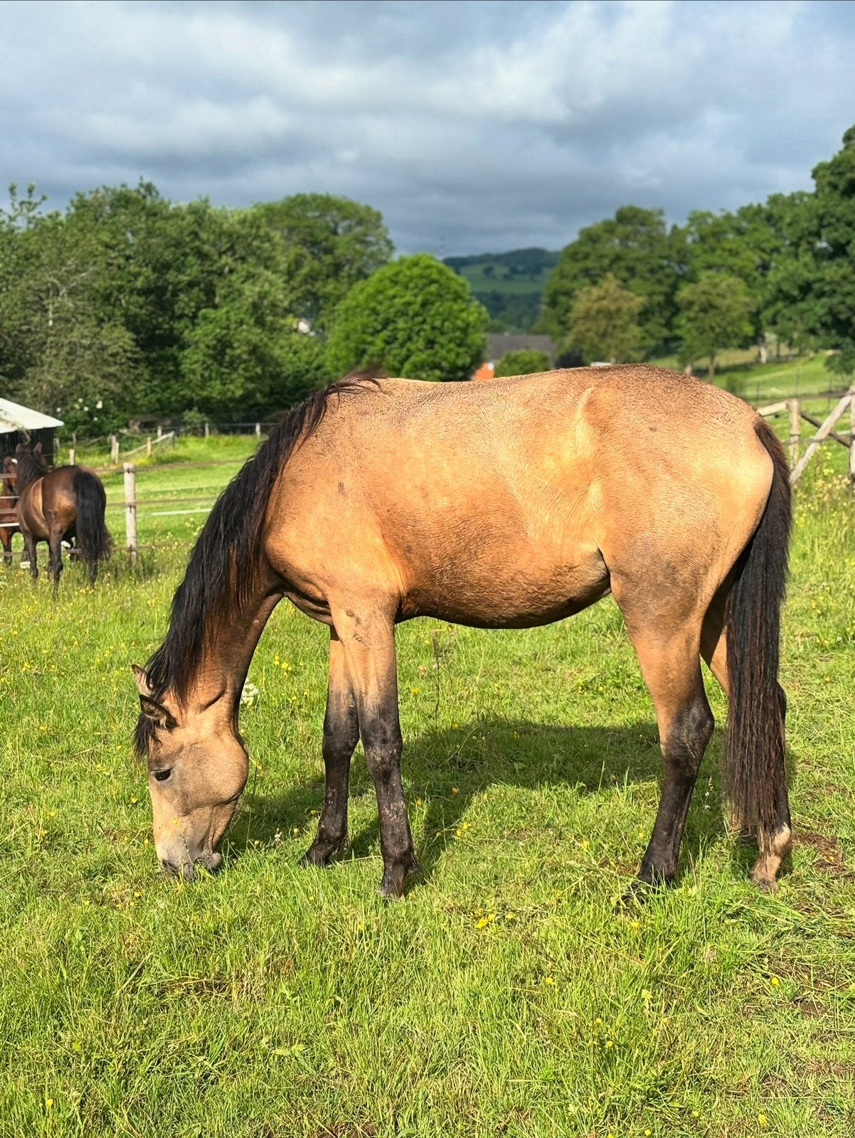 3 jarige merrie te koop, Merrie