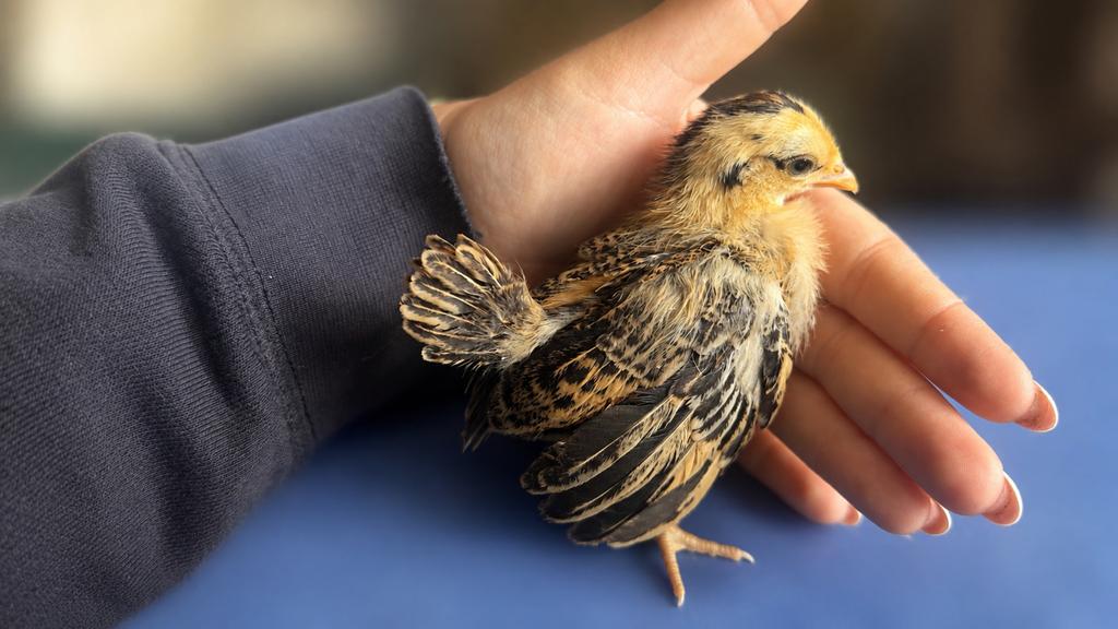 Serama kuiken, Dieren en Toebehoren, Geslacht onbekend