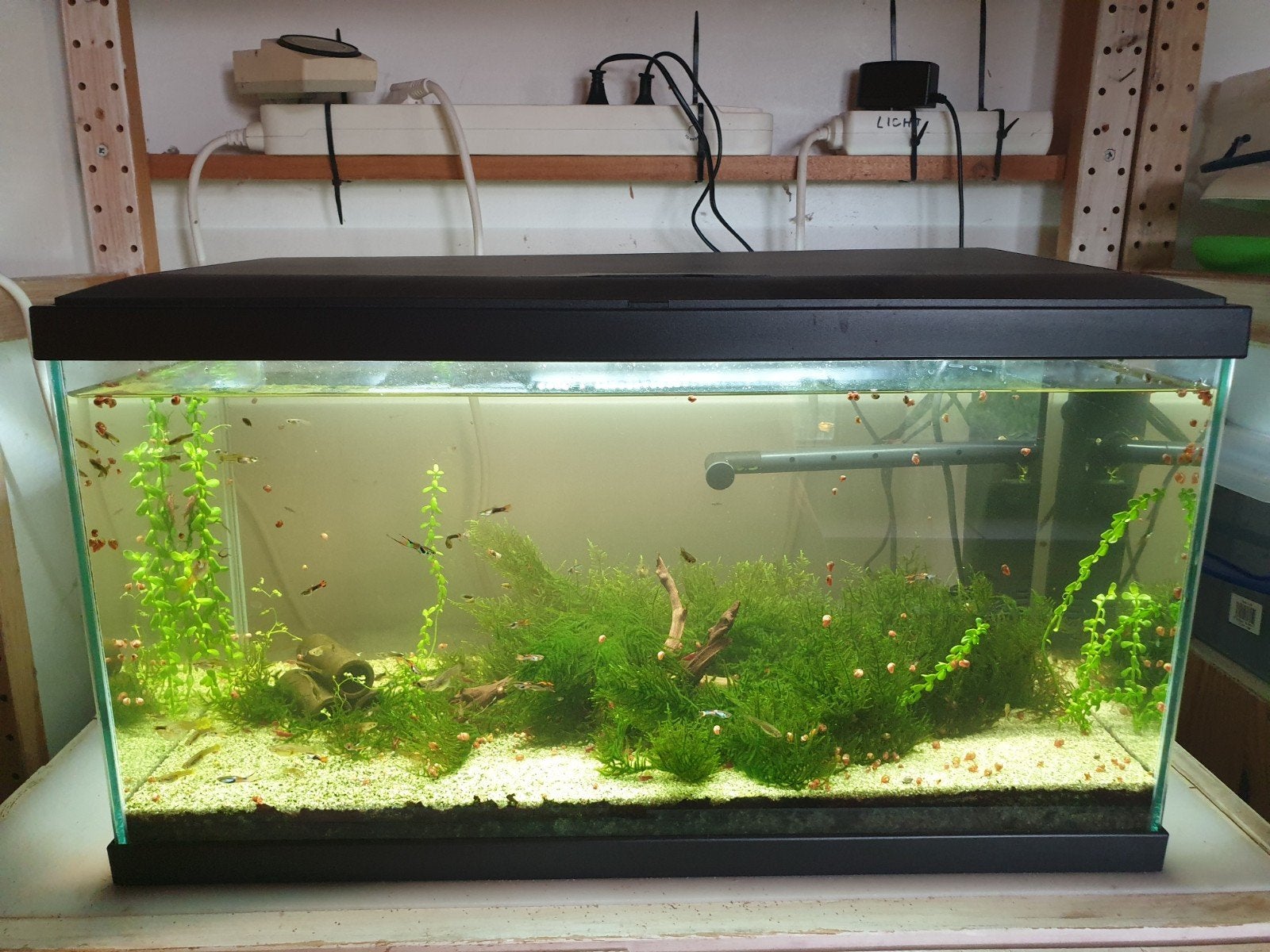 aquarium + toebehoren, Ophalen, Nieuw, Gevuld zoetwateraquarium