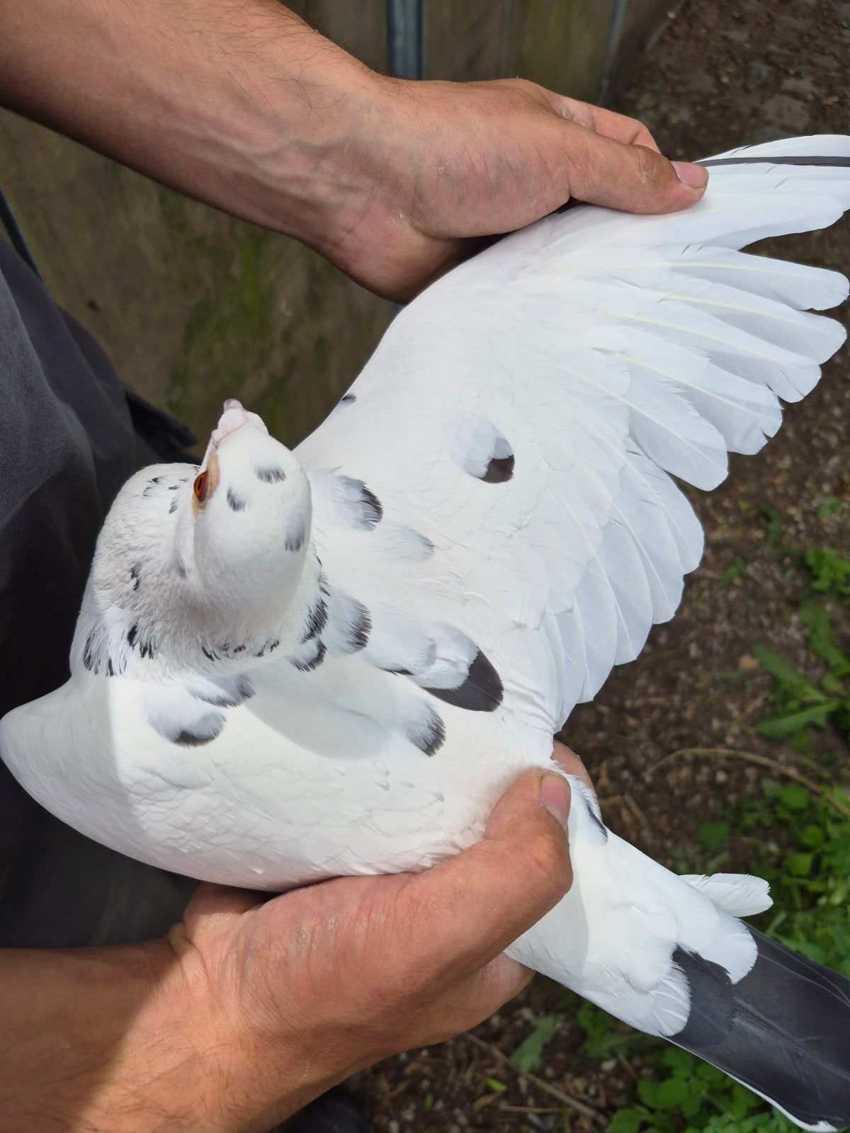 Koppel reisduiven, Meerdere dieren, Postduif