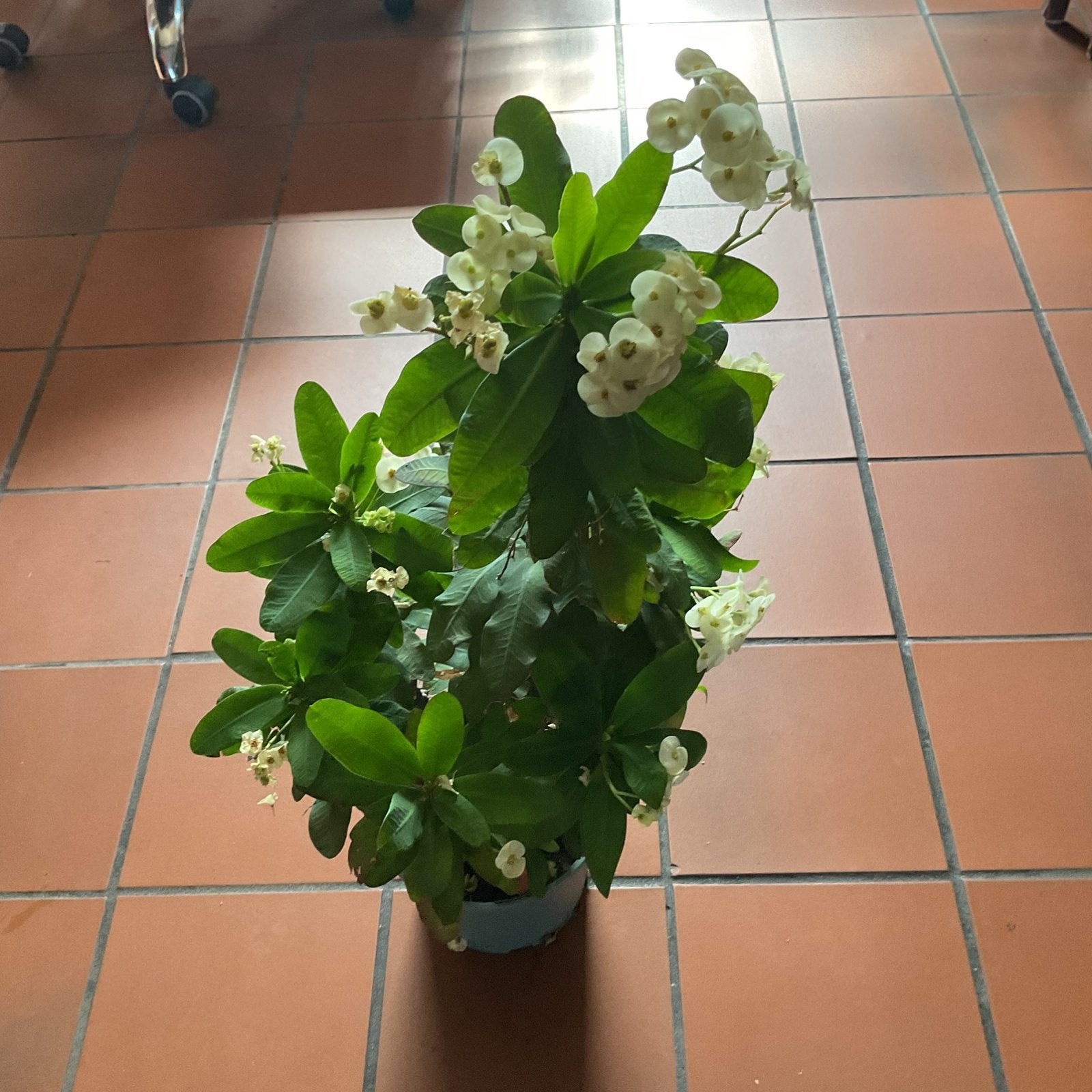 Christusdoorn, wit/geel, Huis en Inrichting, Kamerplanten, Ophalen, Vetplant, In pot, Minder dan 100 cm