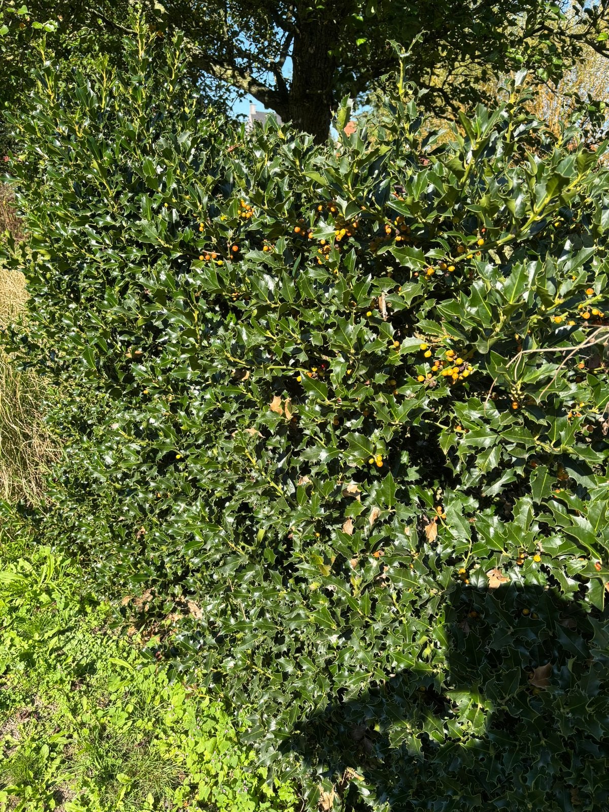 Hulst, Ophalen, Hulst