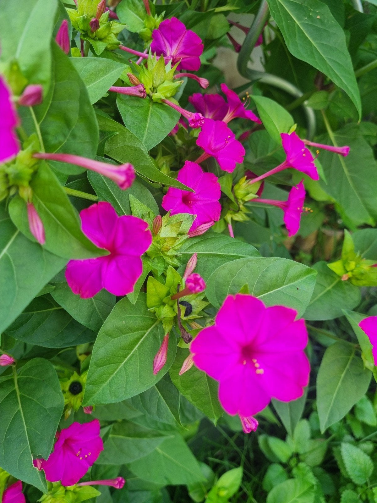 Belle de nuit Mirabilis jalapap, Enlèvement