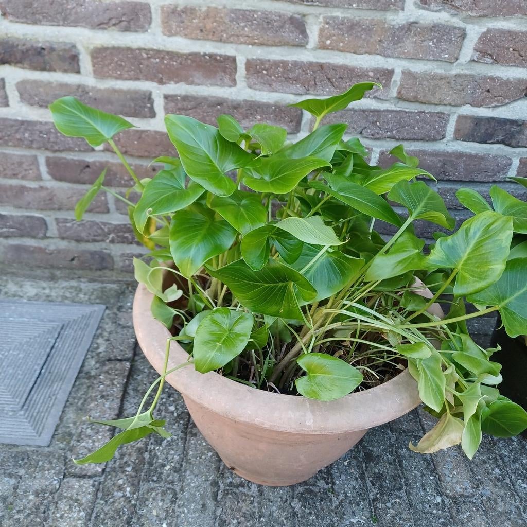 Calla, Tuin en Terras, Ophalen