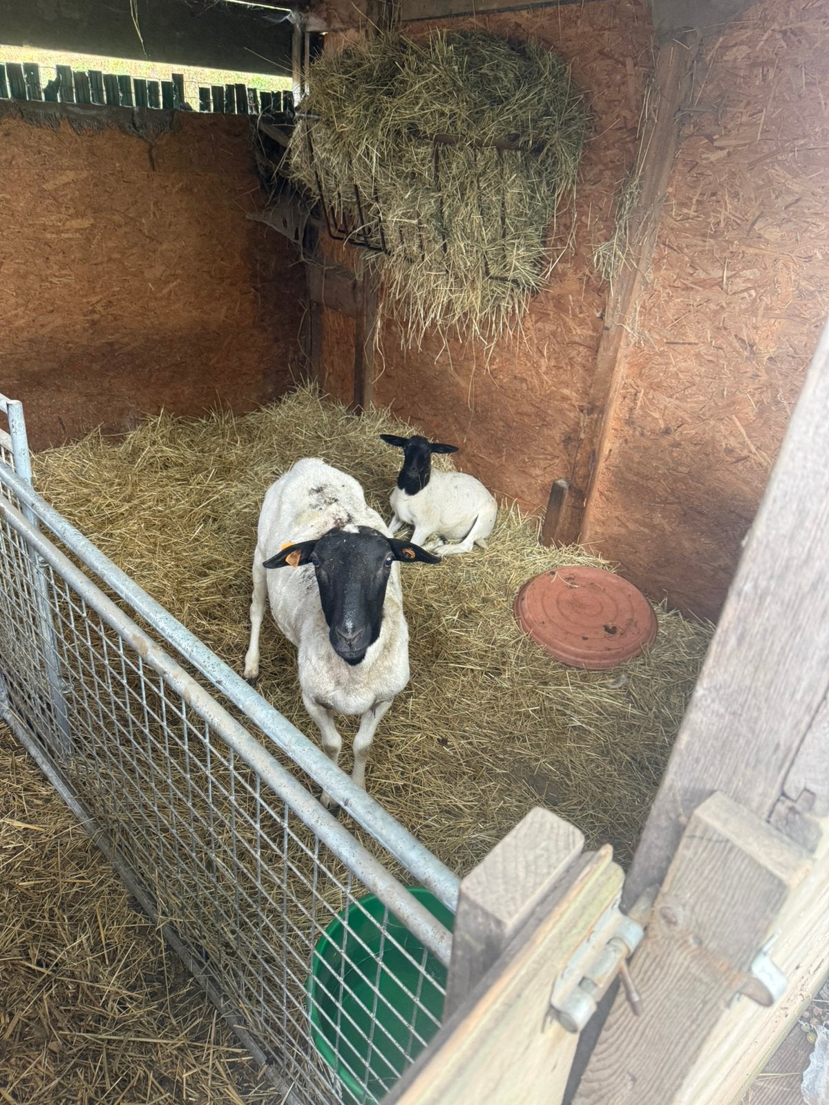 Schapen, Dieren en Toebehoren, Schapen, Geiten en Varkens, Meerdere dieren, Schaap, 3 tot 5 jaar