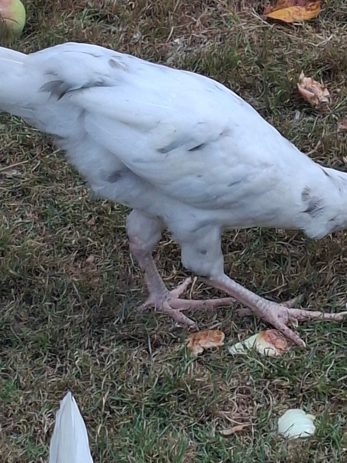 Araucana et autres, Dieren en Toebehoren, Pluimvee