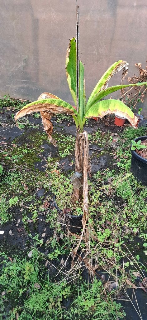 Bananenplanten / Bananenbomen, Huis en Inrichting, Ophalen, In pot