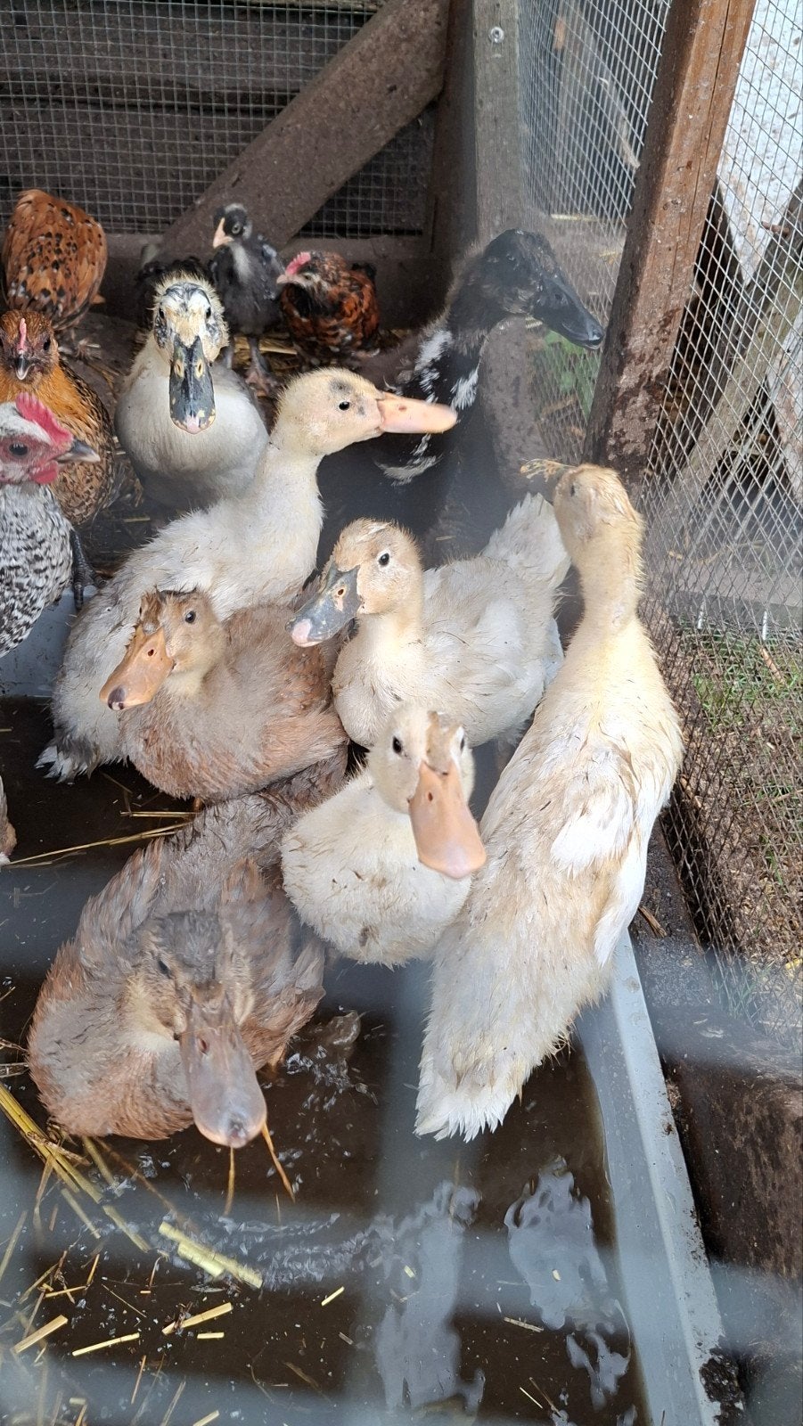 Jonge indische loopeenden, Dieren en Toebehoren, Pluimvee, Eend, Geslacht onbekend