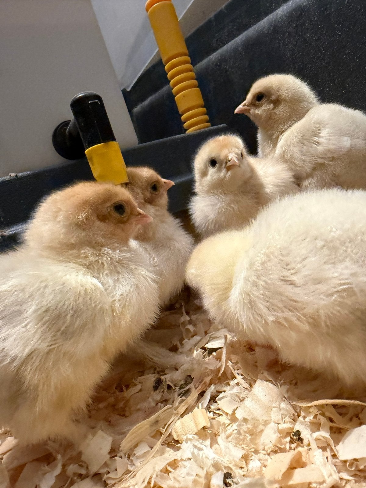 Brahma kuikens, Dieren en Toebehoren