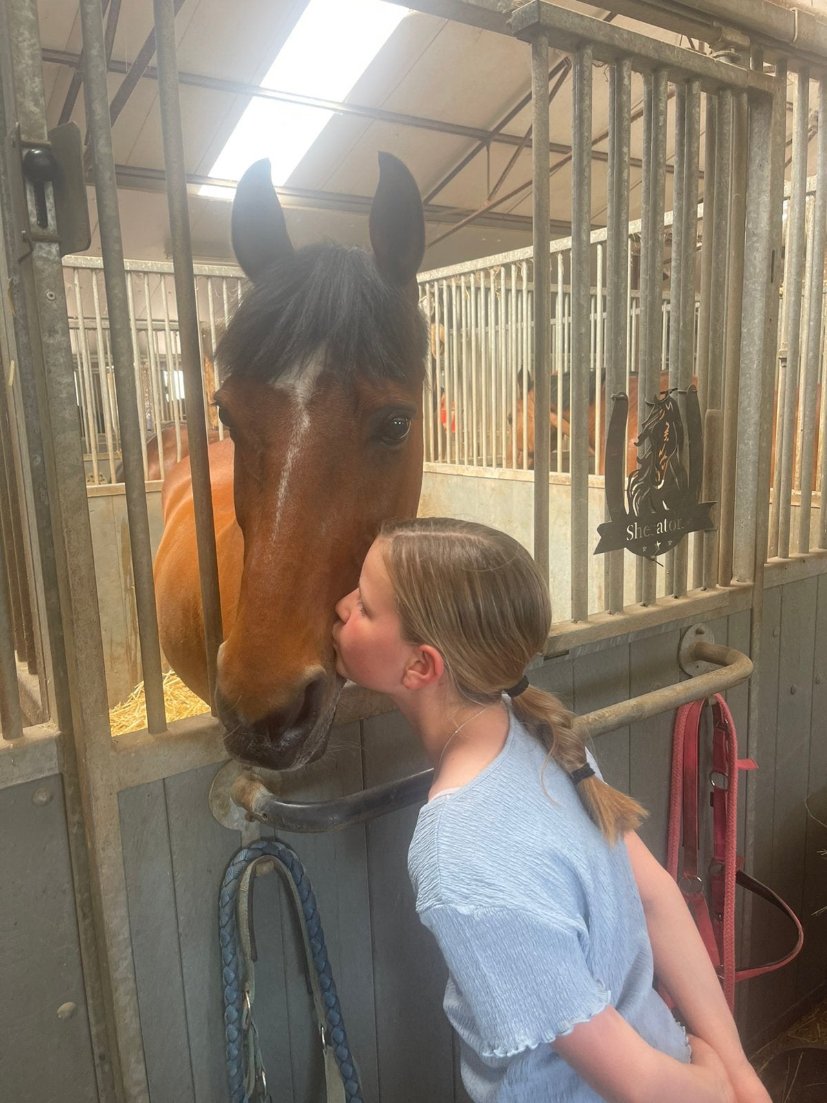 Gezocht:super brave D pony of klein paard voor ruiter van 10, Animaux & Accessoires, Poneys