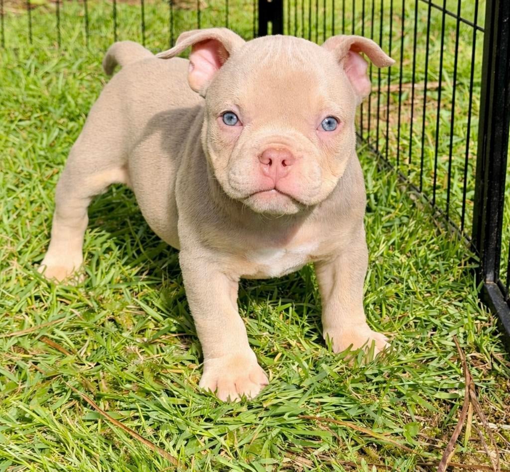 american bully pups,exotic,micro,reutje, Dieren en Toebehoren, België, Reu, 8 tot 15 weken, Meerdere