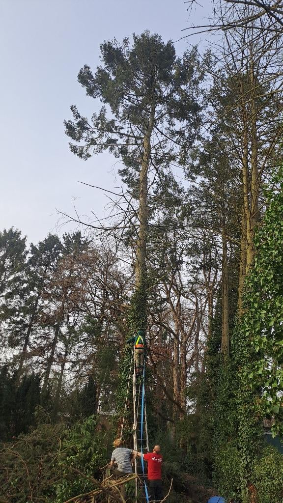 Bomen vellen, Ophalen of Verzenden