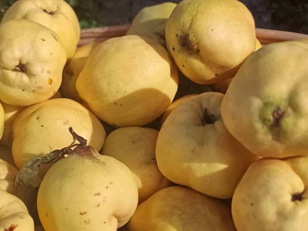 Mooie grote kweeperen, Ophalen