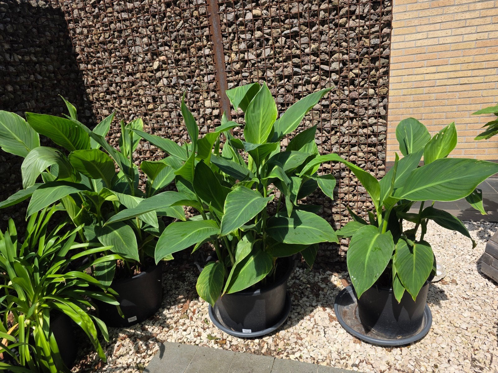 Te koop: Canna of Bloemriet, Enlèvement