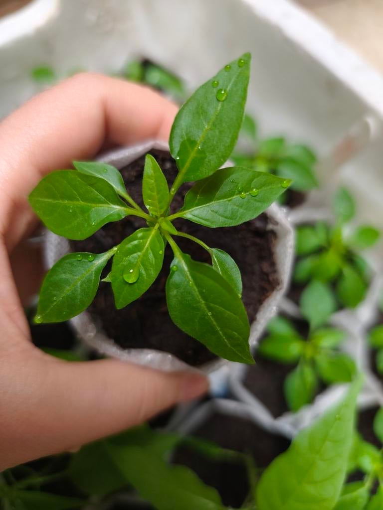 Medusa Orange | Peper Planten, Ophalen