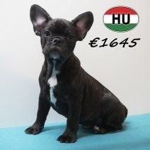 Bouledogue Français mâle (Noir bringé) chiot à vendre, Animaux & Accessoires, 15 semaines à 1 an, Chien (mâle), Hépatite contagieuse (maladie de Rubarth)