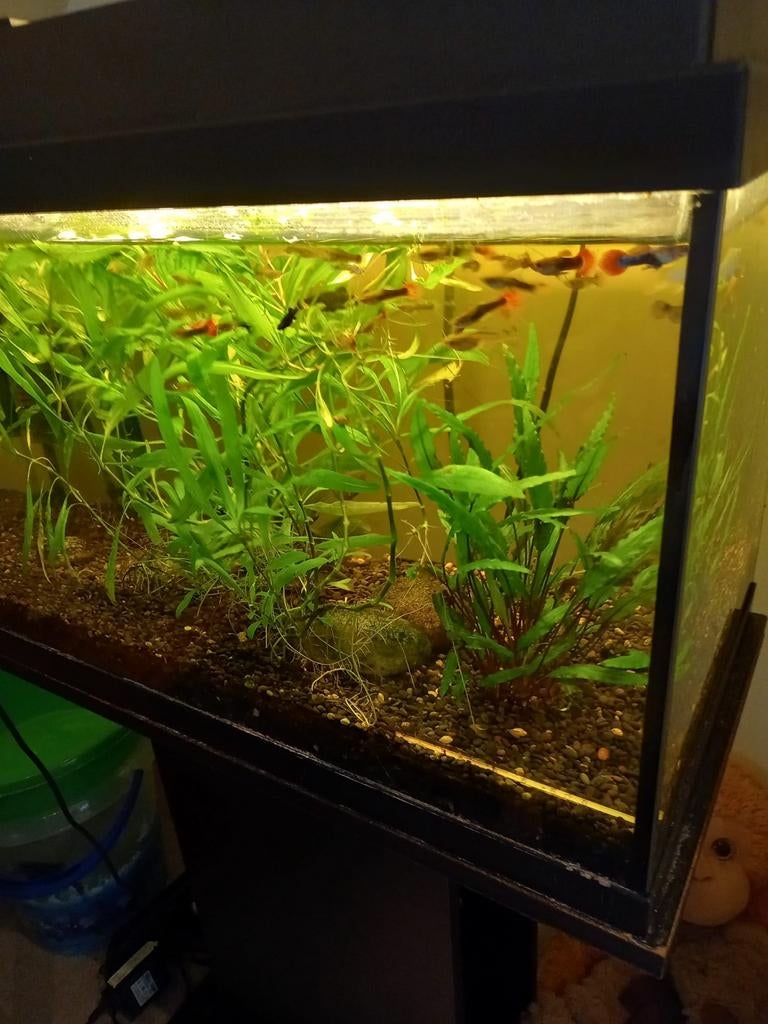 12Guppys en  8black mollys, Dieren en Toebehoren, Ophalen