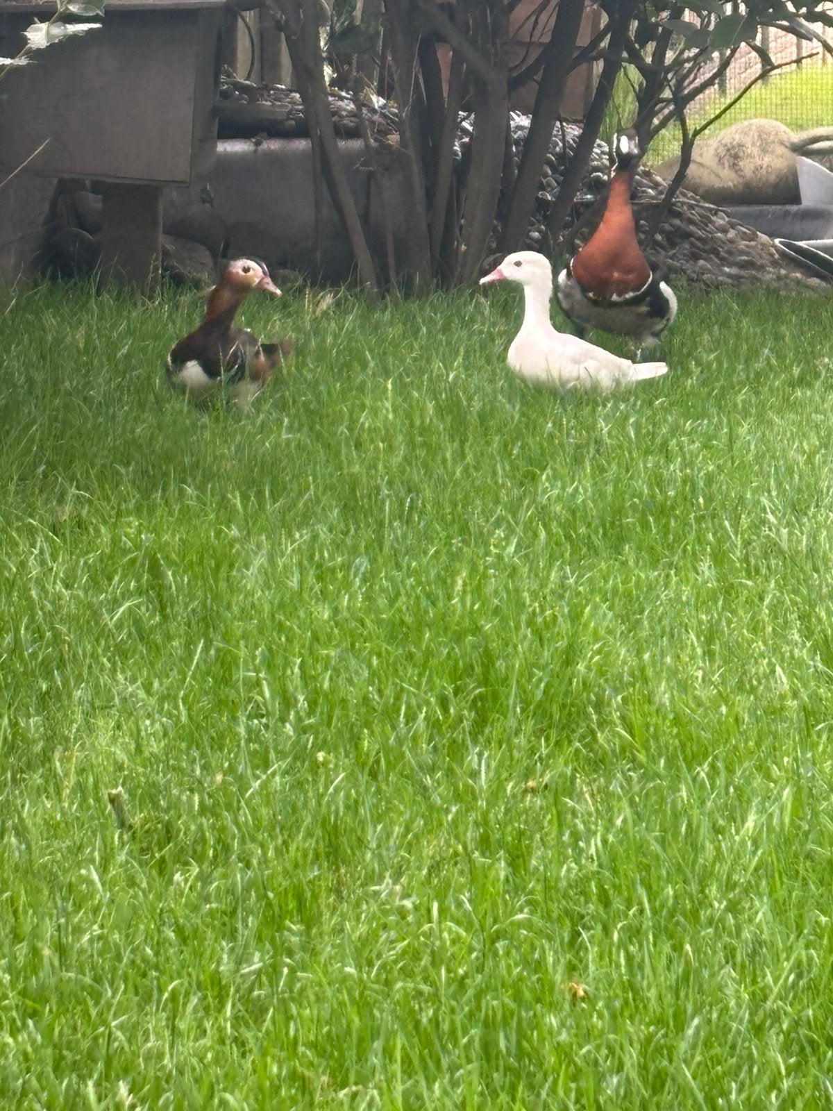Te koop zilveren carolina en mandrijneend, Dieren en Toebehoren, Eend