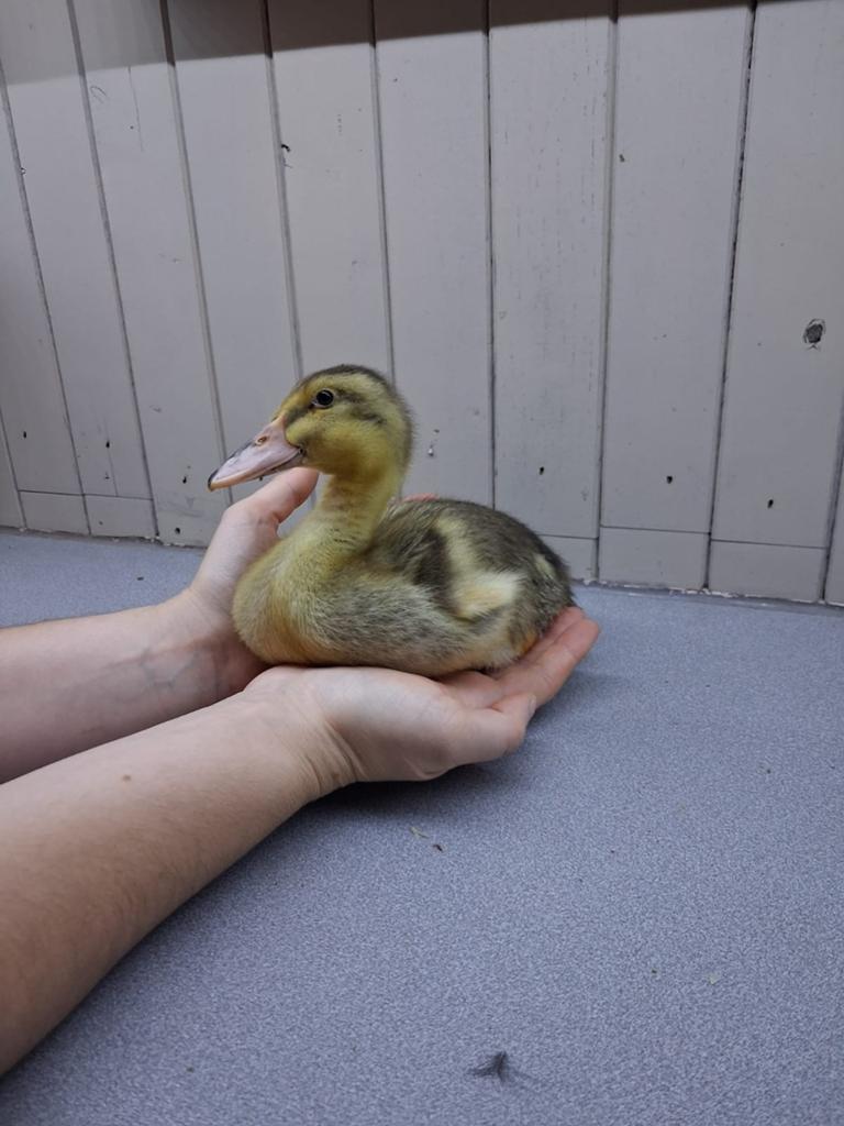Kruising tamme loopeend en kuifeend kuikens van 3 weken oud, Dieren en Toebehoren, Vogels | Overige Vogels