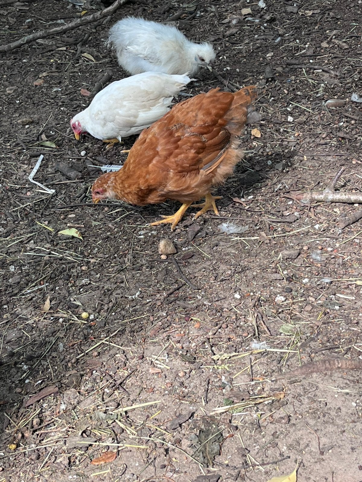 Bruine legkip hennen, Dieren en Toebehoren, Pluimvee