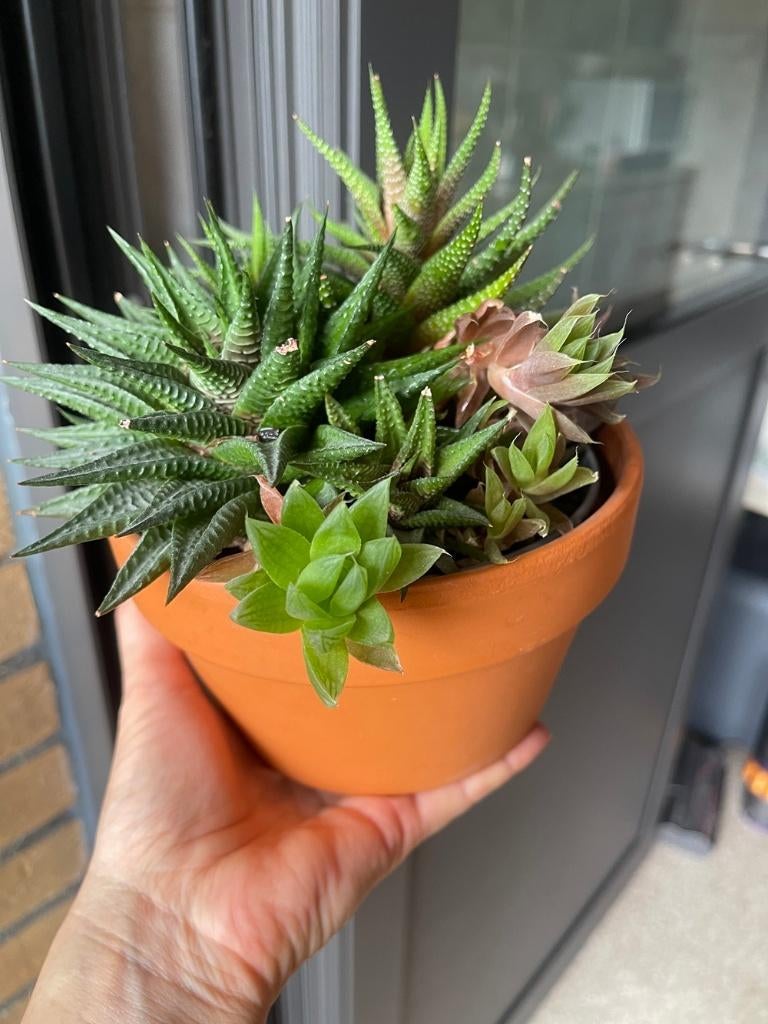 Succulent plant, Huis en Inrichting, Kamerplanten, Bloeiende kamerplant, Ophalen, Vetplant, In pot