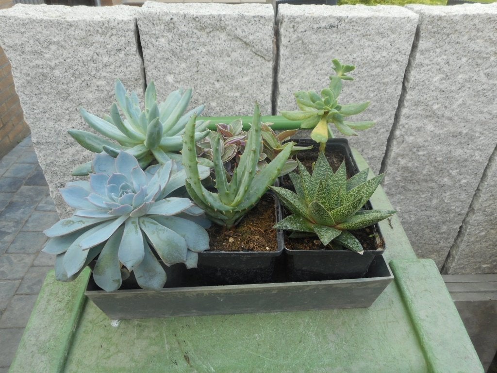 Planten, Tuin en Terras, Overige soorten, Vaste plant, Ophalen of Verzenden, Halfschaduw