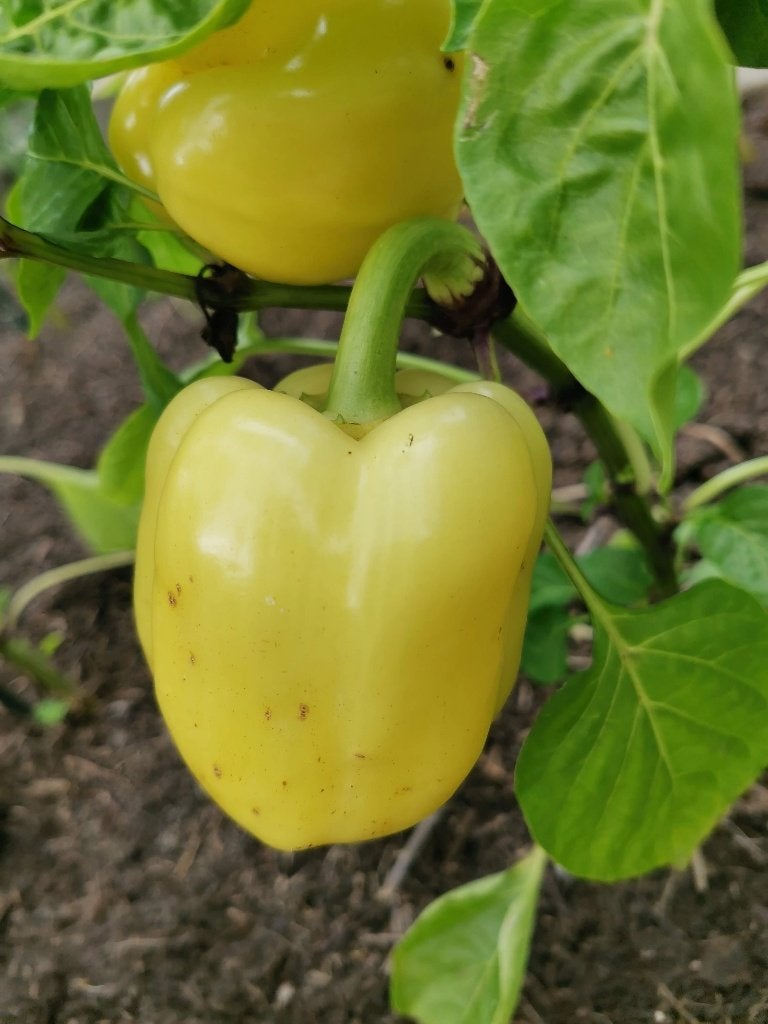 paprika White cloud - witte blokpaprika - 5 zaden, Tuin en Terras, Verzenden, Voorjaar, Zaad
