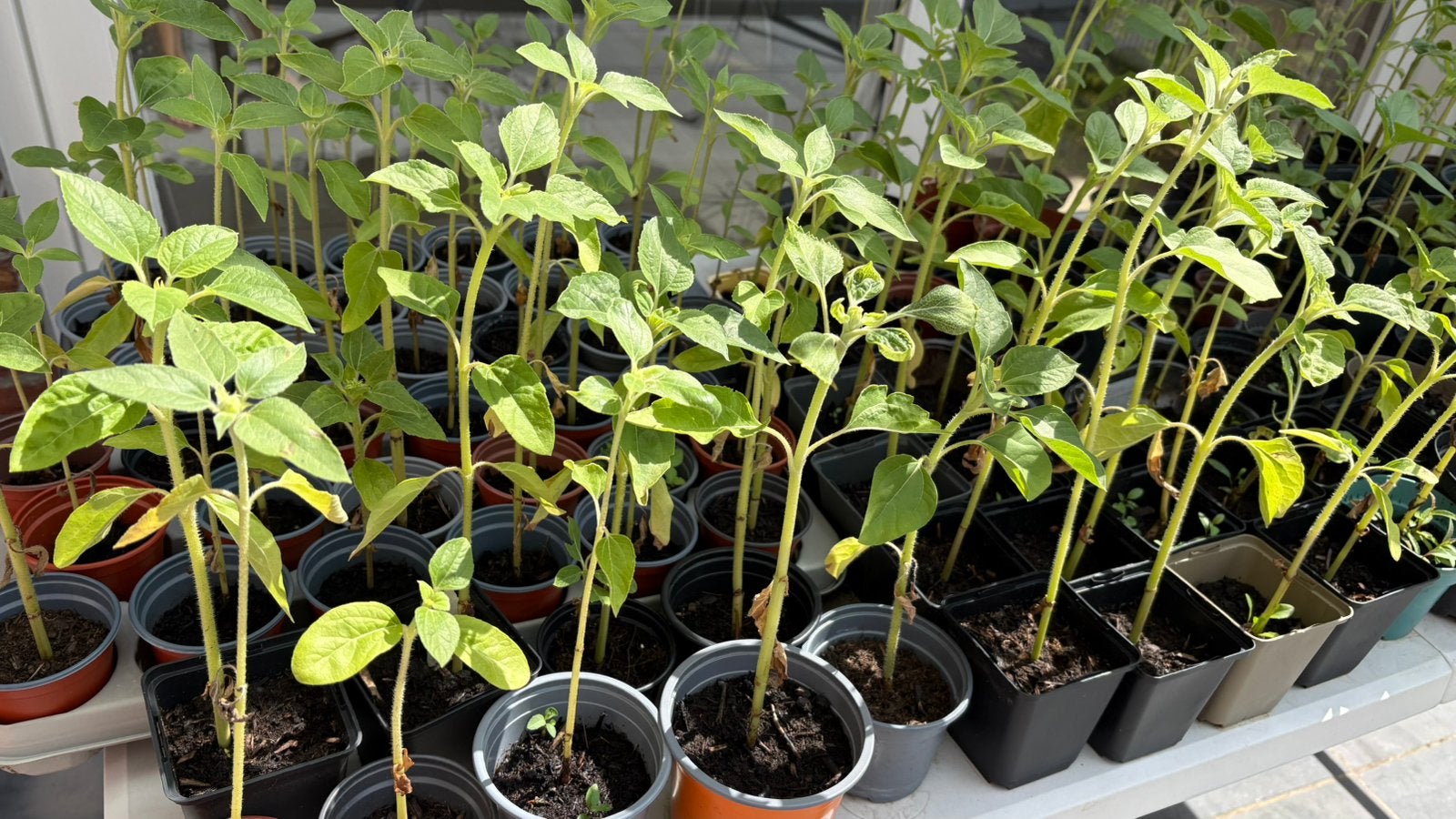 Zonnebloem planten 100 stuks, Ophalen