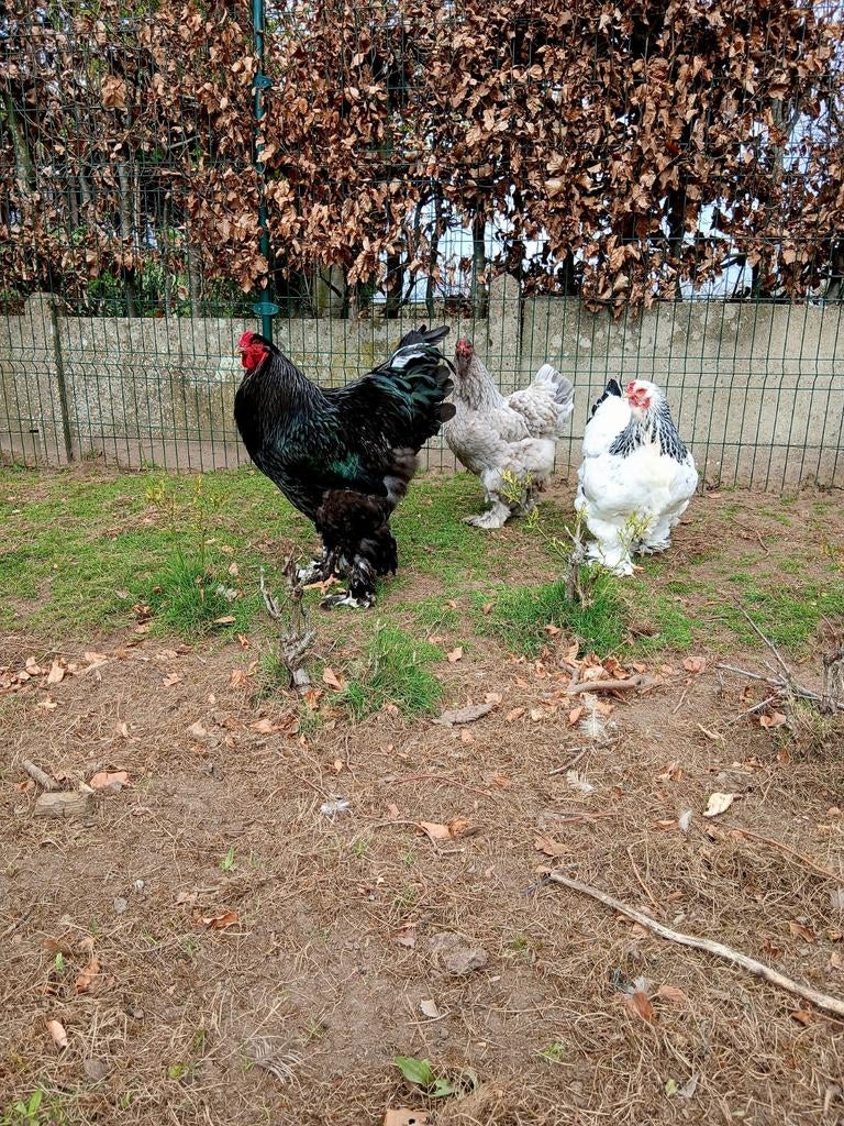 Broedeieren brahma Groothoender mix, Dieren en Toebehoren, Pluimvee