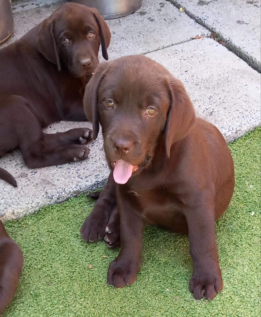 Labrador retriever puppy's, Parvo, België, 8 tot 15 weken, Labrador retriever
