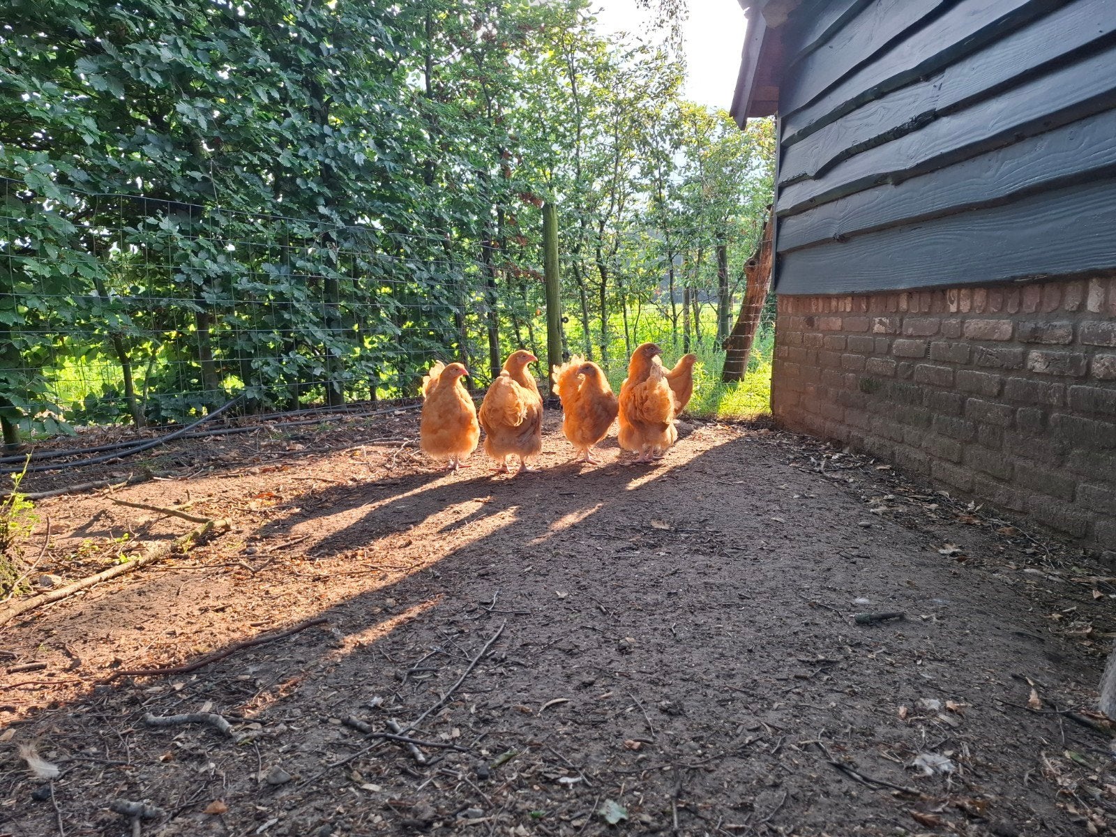 Orpington groothoender haantjes kleur Buff, Mâle, Poule ou poulet