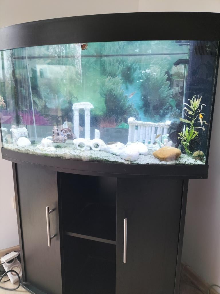 Aquarium Jewel Vision 180 met meubel, vissen en toebehoren, Dieren en Toebehoren, Ophalen, Gebruikt, Gevuld zoetwateraquarium