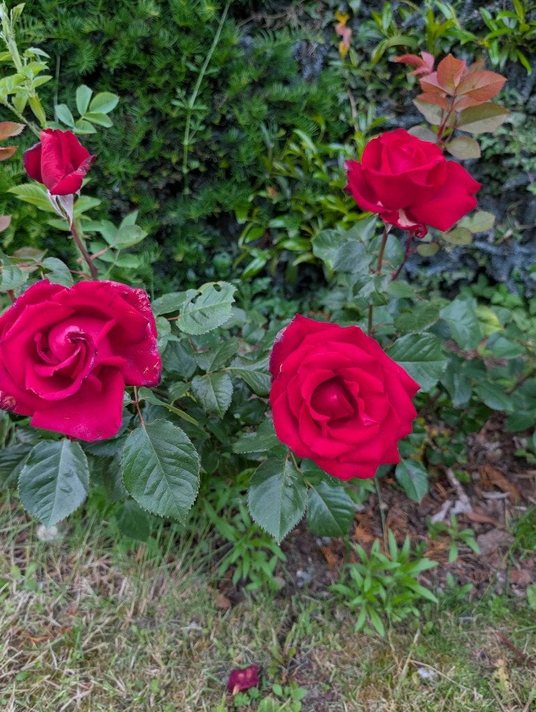 Rosiers rouges, Jardin & Terrasse, Plantes | Jardin, Plante fixe, Autres espèces, Mi-ombre, Été, Enlèvement