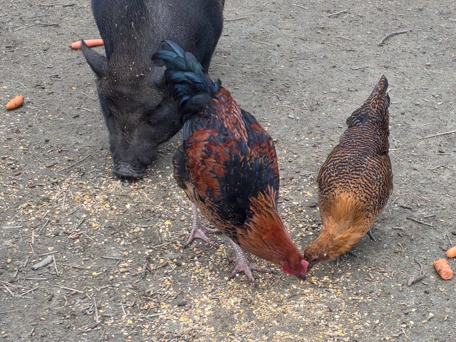 mooie groep kippen te koop 5 kippen en 1 haan