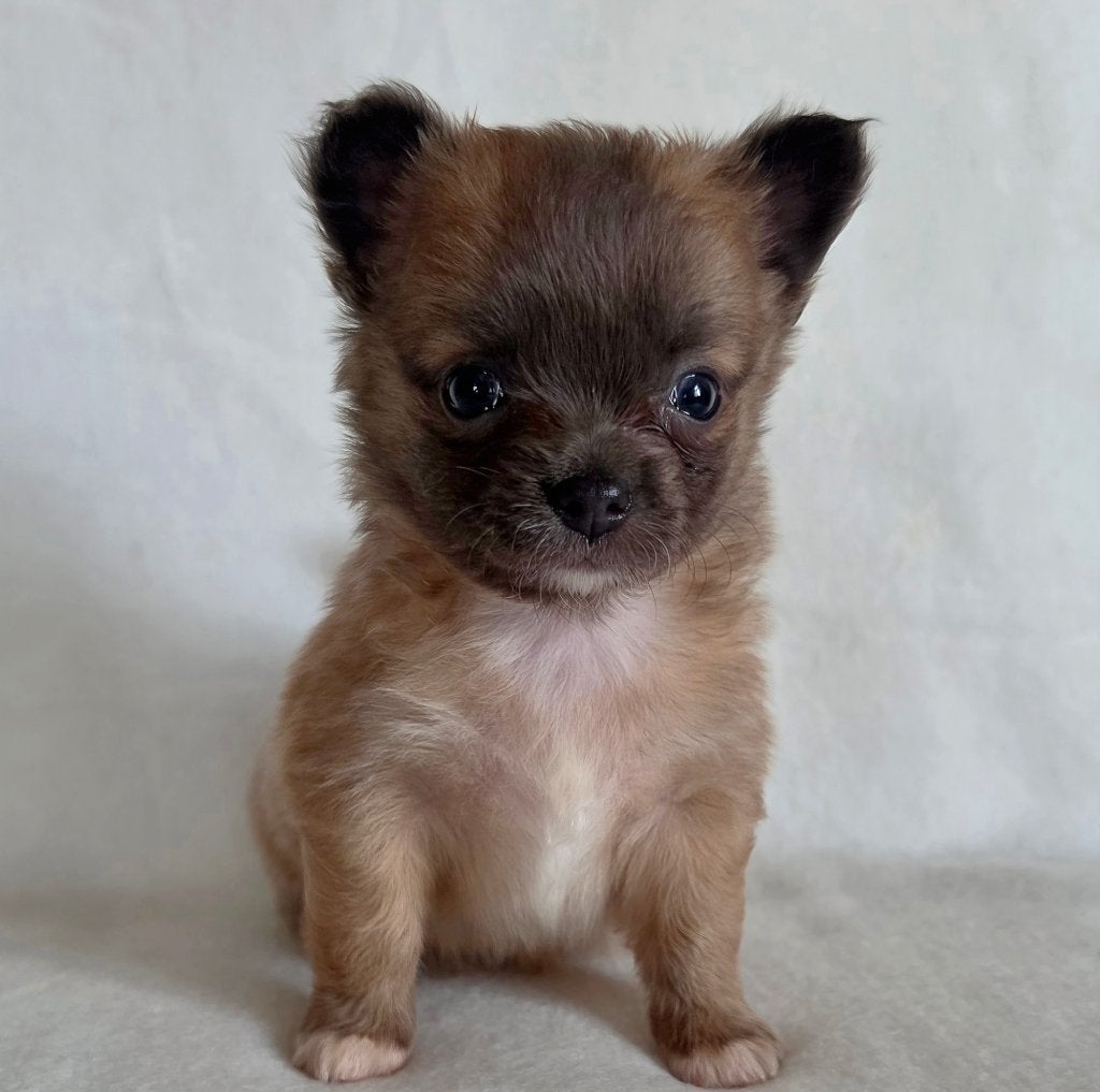 Chihuahua pup (reutje), Parvo, België, Particulier, Reu