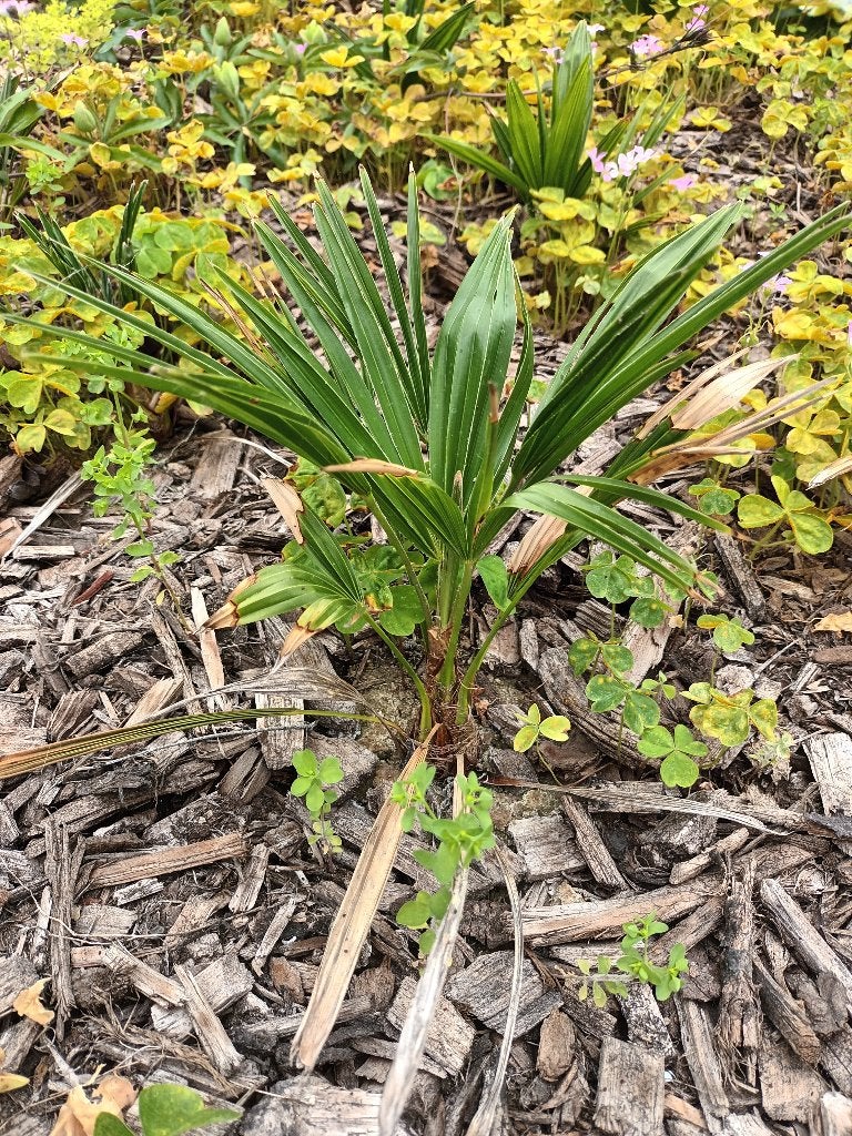 Trachycarpus wagnerianus x fortunei, Tuin en Terras, Volle zon, Vaste plant, Zomer, Ophalen