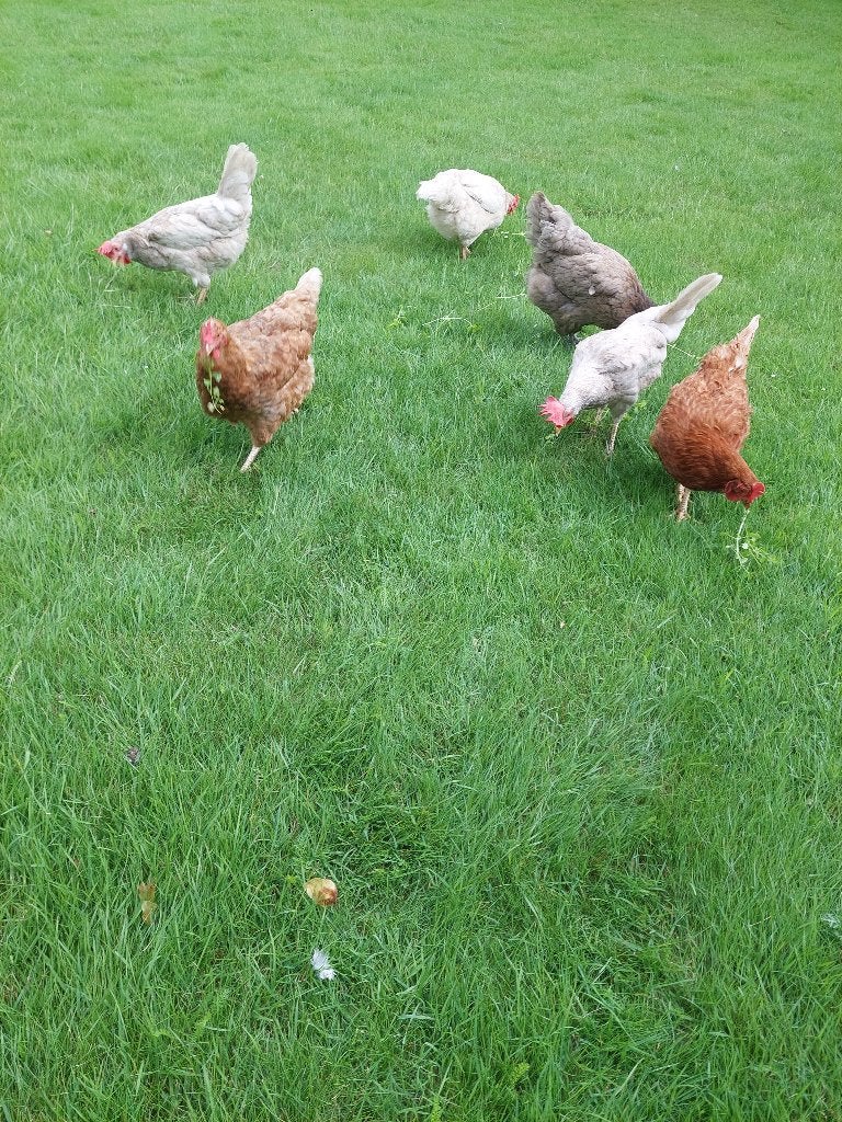Te koop 6 legkippen, Dieren en Toebehoren, Pluimvee, Vrouwelijk, Kip