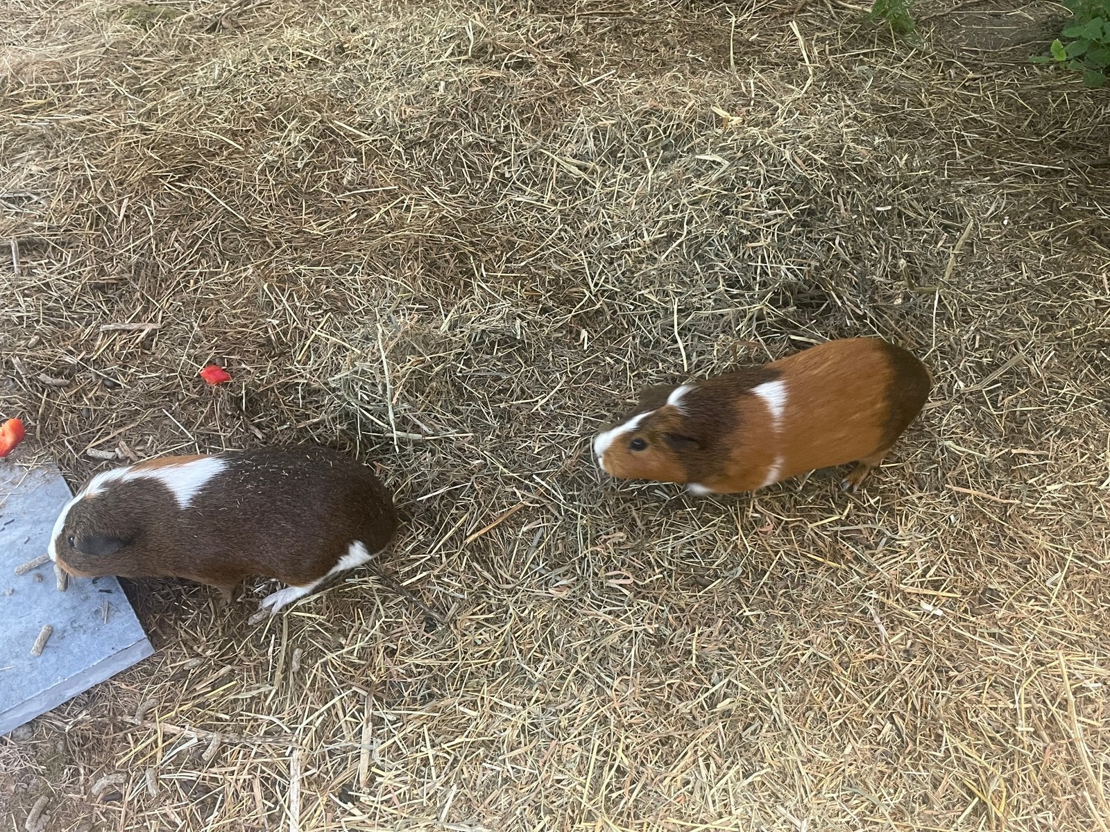2 cavias zoeken nieuwe thuis met extras. Doe bod, Animaux & Accessoires, Rongeurs, Octobre, Femelle, Cobaye