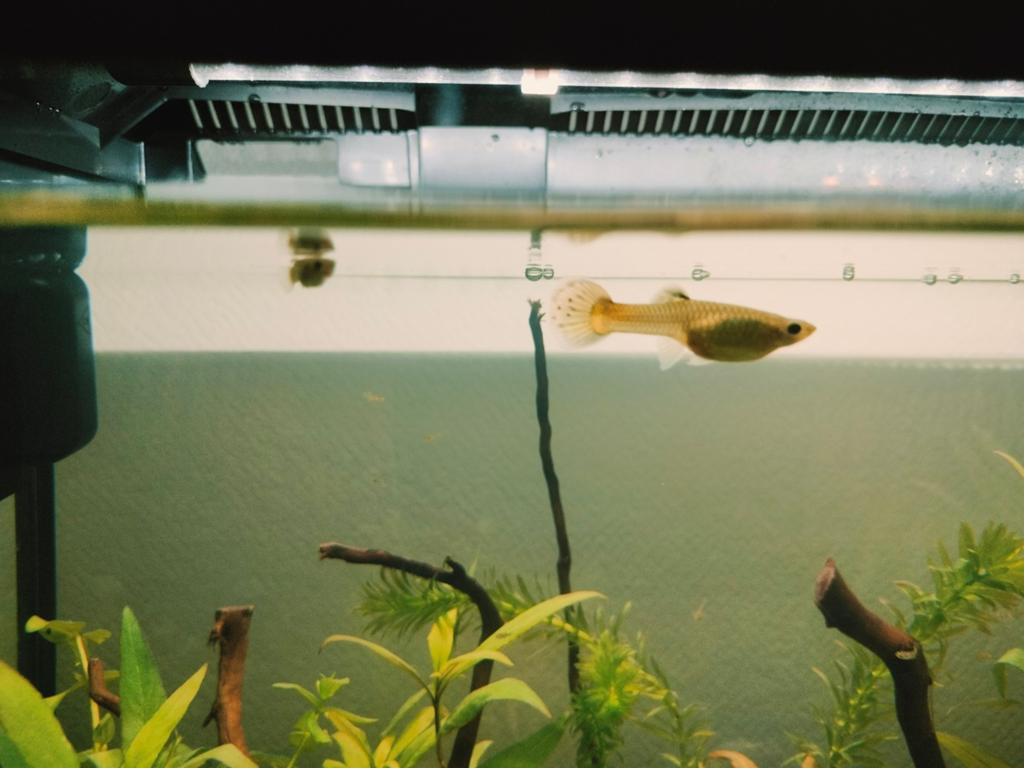 Femelles guppies à donner à raison de trop dans l'aquarium, Dieren en Toebehoren, Vissen | Aquariumvissen