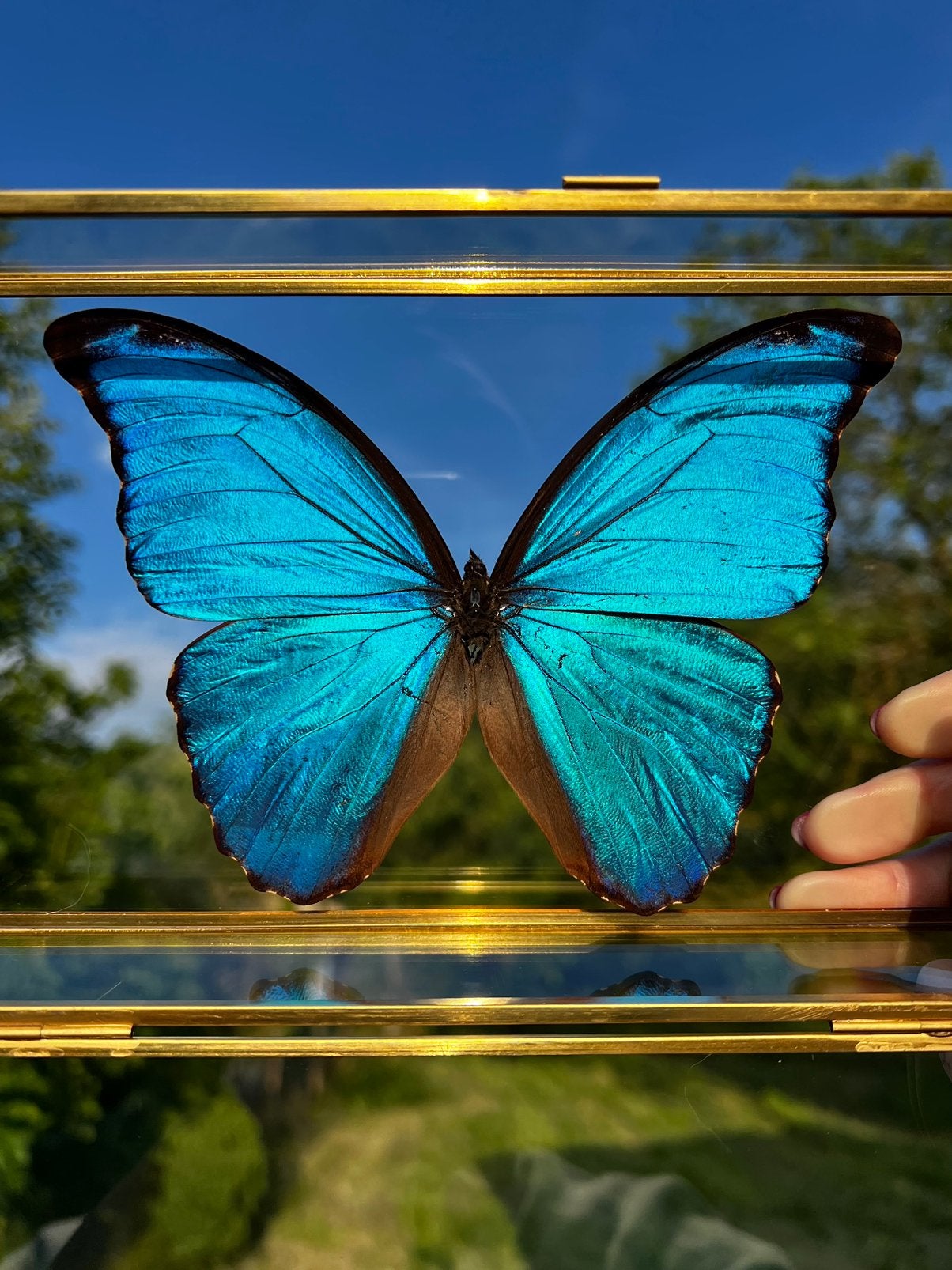 Opgezette vlinder - Morpho Didius, Ophalen of Verzenden, Nieuw, Insect, Opgezet dier