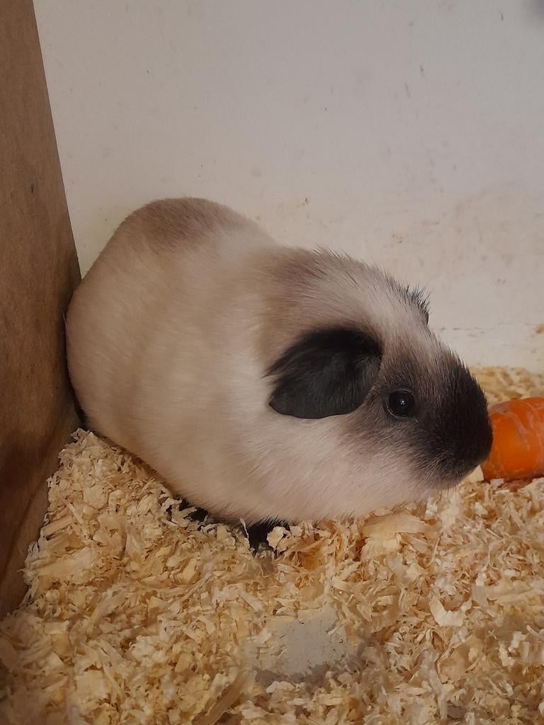 cali en driekleur beertje, Dieren en Toebehoren, Januari, Meerdere dieren, Cavia