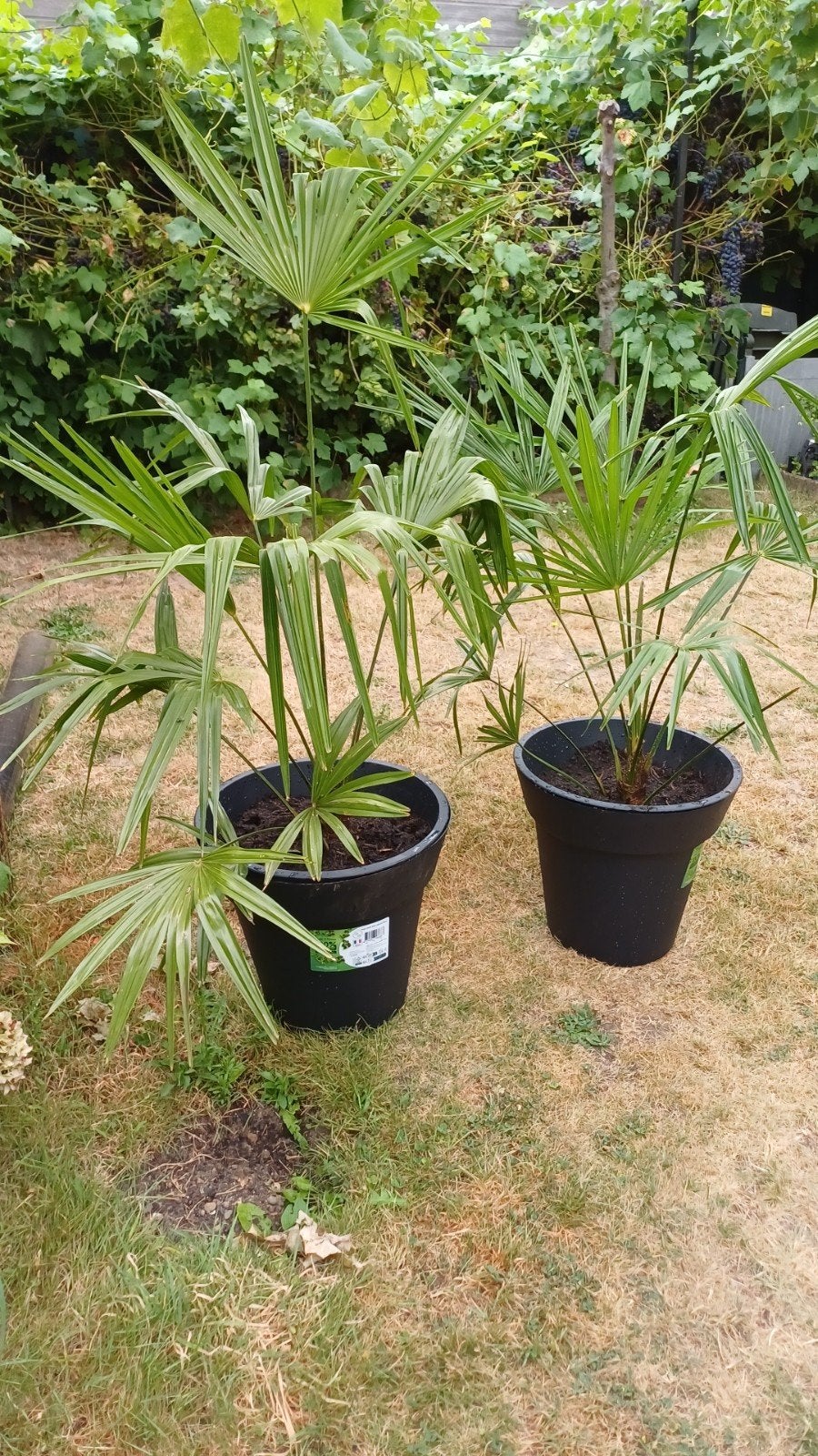 palmboom 1 voor 30 €, Ophalen