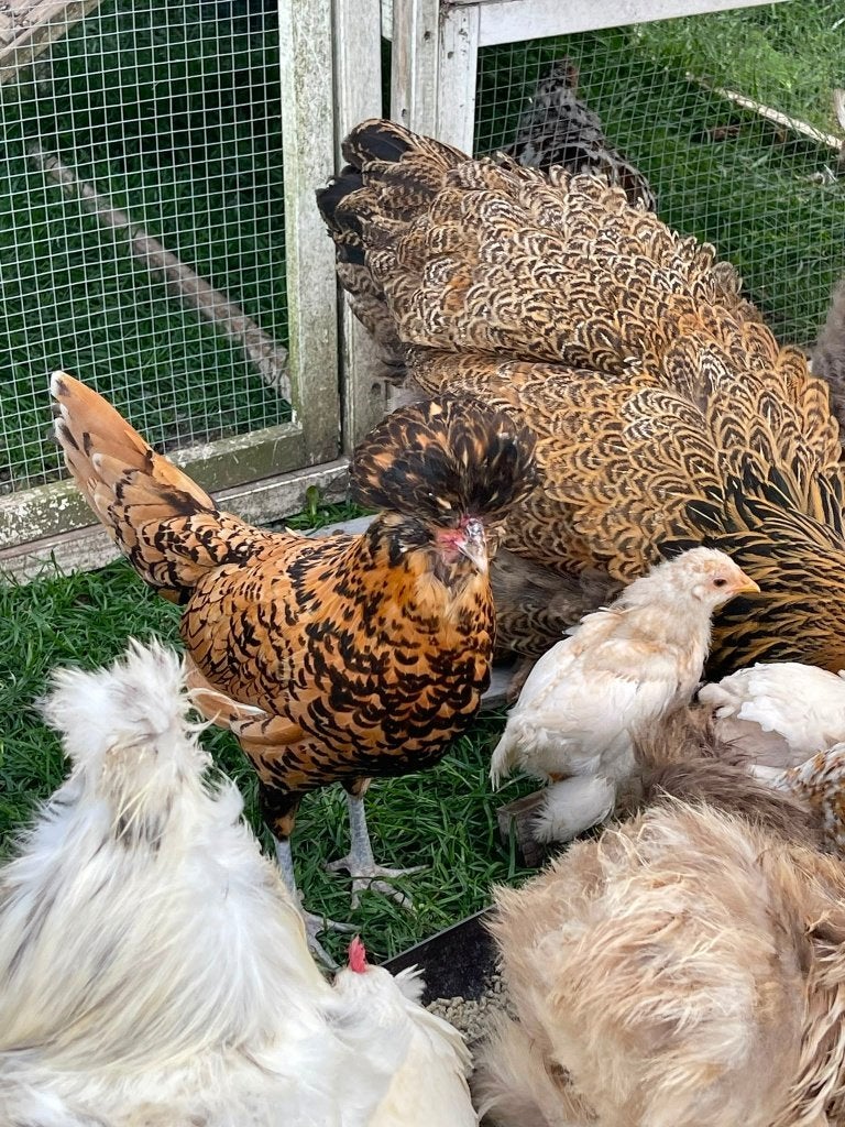 Padua hennen, Dieren en Toebehoren, Pluimvee, Vrouwelijk, Kip