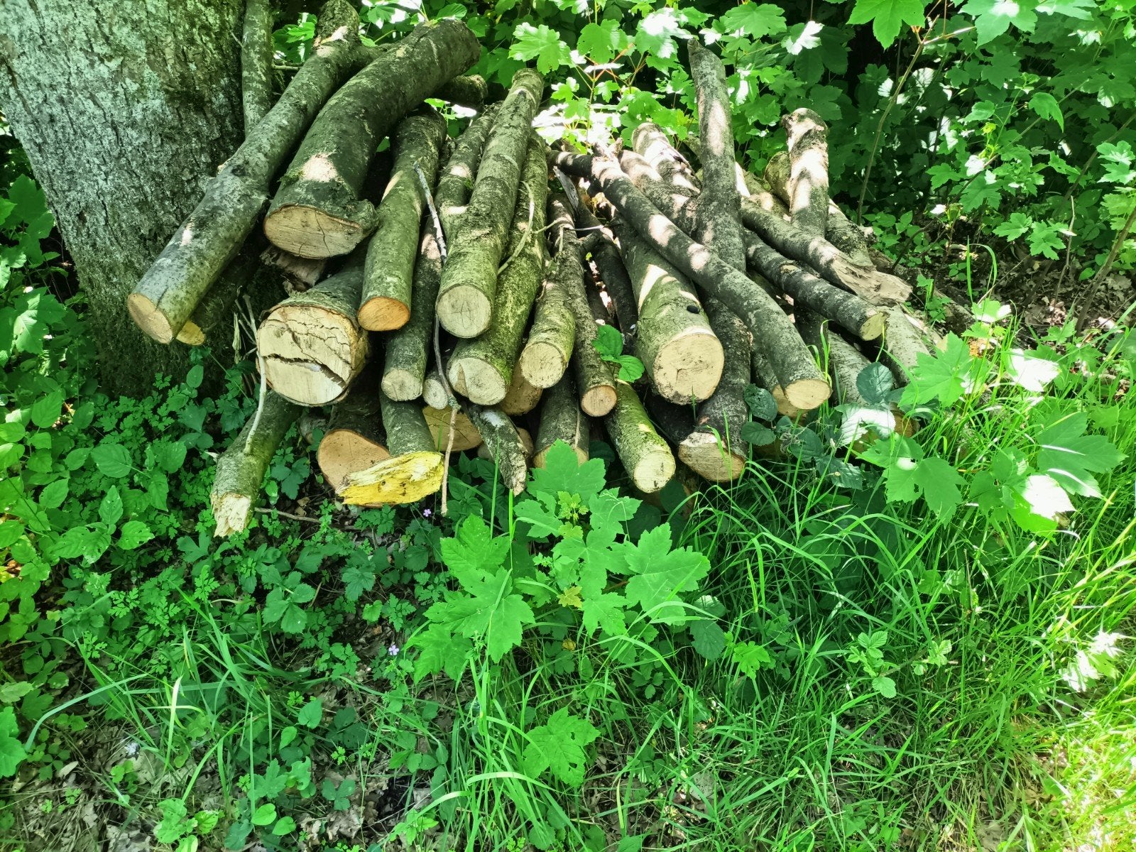 Te koop, Tuin en Terras, Ophalen